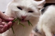 老猫咪为什么还吃草？（探究老猫咪吃草的原因及影响）