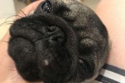 狗狗额头上的疙瘩是什么？（宠物狗狗额头上的疙瘩解析和处理方法。）