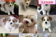 以家养的宠物狗（探索适合家庭生活的狗狗品种及特点）