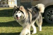 工作犬的关键行为阶段（掌握这些行为，让你的工作犬变得更加出色）