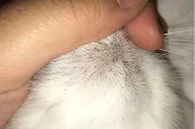 什么是黑下巴？猫咪有黑下巴怎么办？