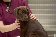如何护理你的拉布拉多幼犬