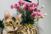 养豹猫的技巧（打造快乐豹猫生活的几个贴士）