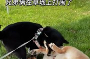 培养健康习惯，养好小狗（确保小狗健康的15个习惯）