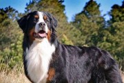 训练伯恩山犬大小便的秘诀（以宠物为主，打造干净整洁的生活环境）