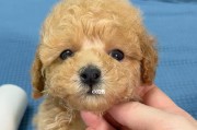 如何进行贵宾犬的日常检查？（贵宾犬的健康状况如何保障？）