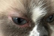 为什么猫咪眼会肿？（探究猫咪眼睛肿胀的原因与处理方法）