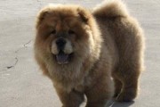 吃干狗粮对松狮犬的益处（宠物主人必读，让您的松狮犬更健康）