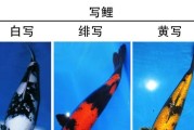 绯色童话——以绯写幼鱼（绚丽梦幻下的鱼群之美）