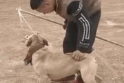狗狗的“打不得”四大部位（保护狗狗健康的关键在于避免伤害）