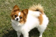 如何科学饲养蝴蝶犬——让您的宠物健康成长（以营养搭配为基础，健康成长宠物离不开科学饲养）