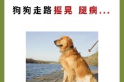狗狗饭后散步的最佳时间（保护宠物健康，掌握合适时机）