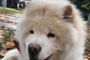 如何给你的松狮犬洗澡？（注意事项、步骤指南、洗澡时的注意事项）
