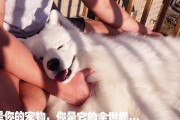 培养狗狗感情的时间需要多久？（以耐心和关爱，与狗狗建立深厚的情感纽带）