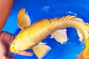 探究黄金锦鲤品种选择的关键因素（为什么要选择黄金锦鲤？——以品种为中心的分析）