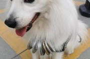 如何让宠物狐狸犬愿意梳毛？（以银狐犬不让梳毛为例，让你成为宠物美容师）