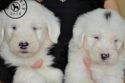 如何喂养古代牧羊犬幼犬（以宠物为主，从食物、健康和训练三个方面探讨喂养方法）