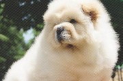 如何训练宠物松狮犬适应刷牙（教你如何让宠物松狮犬养成刷牙习惯）