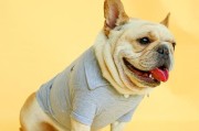 巴哥犬穿衣指南（如何选择和搭配适合巴哥犬的衣服）