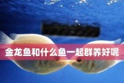 如何养好金龙鱼（金龙鱼的饲养技巧与养护方法）
