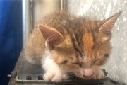 猫为什么总是睡觉？解密猫咪的睡眠习惯（猫咪睡眠的奥秘和意义，猫咪睡眠的特点和理由）