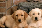 如何避免拉布拉多犬消化不良（宠物的健康生活需要我们的关注）