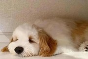 狗狗高烧不退该如何处理？（15个段落详解高烧狗狗的处理方法）