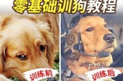 泰迪如何训练大小便？（有效方法帮助泰迪养成正确的排尿习惯）