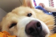 以都养什么宠物最适合？（寻找适合都市生活的宠物伴侣）