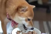 小狗没有狗粮时该吃什么？（解决小狗饮食问题的实用方法）