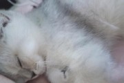 猫咪发烧了会有什么表现？（了解猫咪发烧的迹象和处理方法）