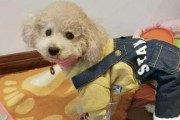 爱宠必备用品，养好泰迪犬！（从用品的选择到使用技巧，这些秘诀让你的泰迪宝贝更加健康快乐。）