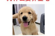 金毛狗为什么脖子长？（探究金毛狗脖子长的原因及其影响）