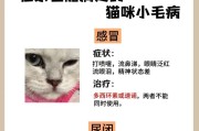 小猫自己排尿的时间（探索小猫成长中的生理变化与行为习惯）