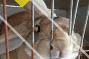 加利福尼亚兔的饲养方法（养殖指南及养护要点）
