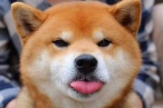 狗的尴尬期（探索狗在什么时候进入尴尬期以及如何应对）