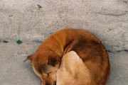 狗狗为什么睡觉会流口水？（探究狗狗流口水的原因及是否正常）