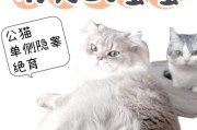 公猫绝育后的舒适疗程（让你的爱宠减少痛苦，重获快乐生活）