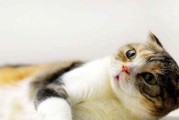 猫咪吸入异味