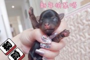 如何照顾刚出生的约克夏（从喂食到清洁，教你如何打理小约克夏）