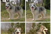 藏獒与阿拉斯加犬（了解藏獒与阿拉斯加犬的异同，选择更适合的宠物）