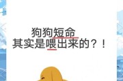 狗狗的孕期和正确喂食方法（了解狗狗的孕期长度及喂食要点，宠物狗的健康成长）
