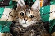探索CFA猫比赛的背后世界（揭示CFA猫比赛真正评判标准的关键因素）