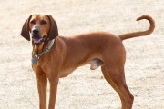 黑褐猎浣熊犬——忠诚的狩猎伴侣（探究黑褐猎浣熊犬的特点和魅力）