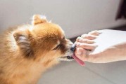 如何训练宠物狗不咬人（掌握正确的训练方法，让你的狗狗变成可爱的小天使）