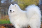 银狐犬不吃东西怎么办？（宠物饮食问题的解决方法）