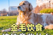 如何给金毛犬做更健康的饮食（宠物健康全靠你，从饮食做起）