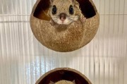 养护可爱小宠物——日本小鼯鼠（宠爱小生命，细节关键在养护）