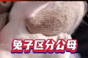 家兔繁殖特性解析（母兔的繁殖特性及“家兔繁殖”）
