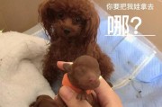 以泰迪下载多久睁眼（探寻泰迪下载速度与开眼时间的关系）